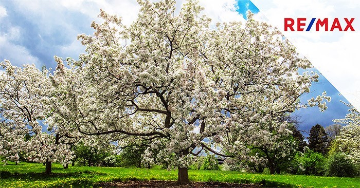 Pommetier décoratif (ou crabapple)